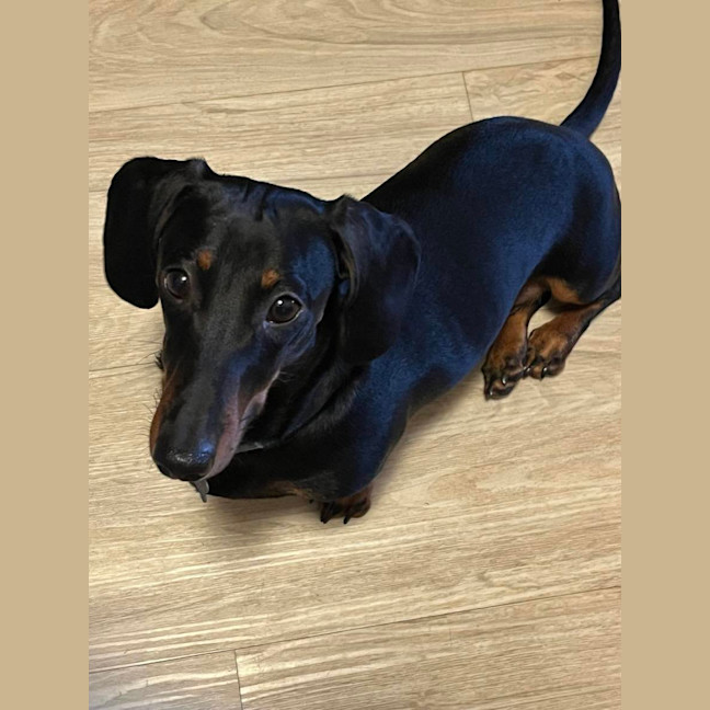 Photo of Mackie   The Happy Go Lucky Puppy