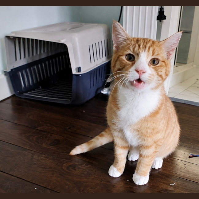 Photo of Boots (Socks) 
