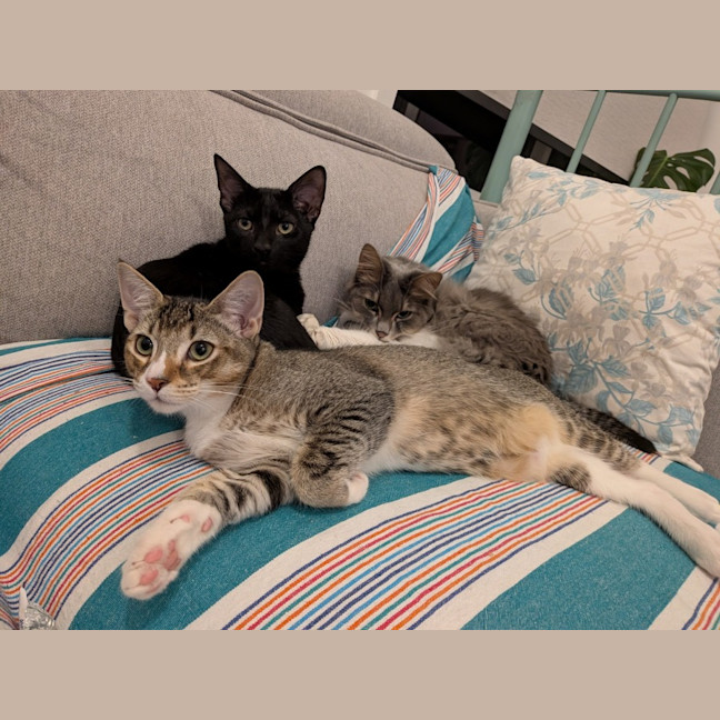 Photo of Blossom   In Foster Care In Glenroy