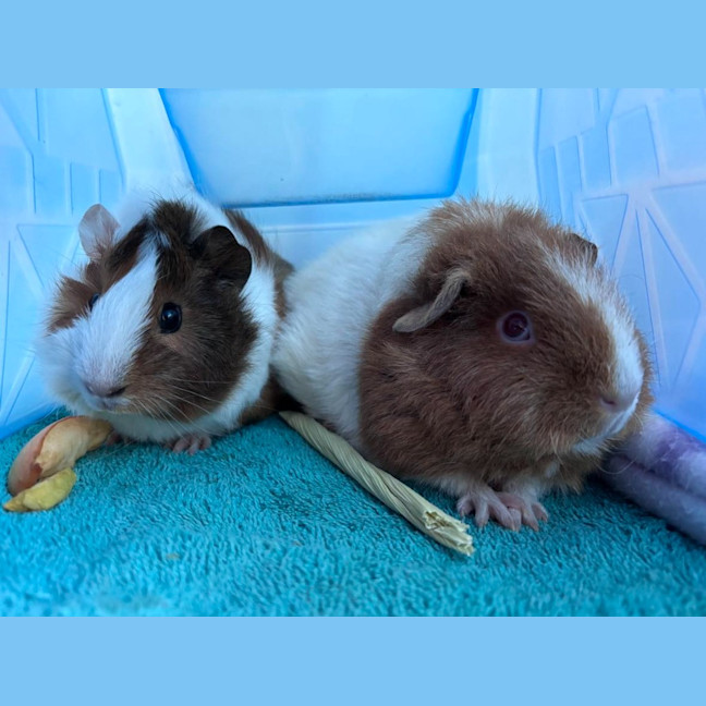 Photo of Colette / Belle