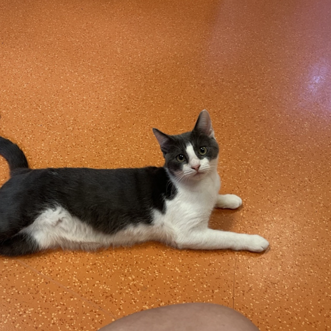 Photo of Houdini