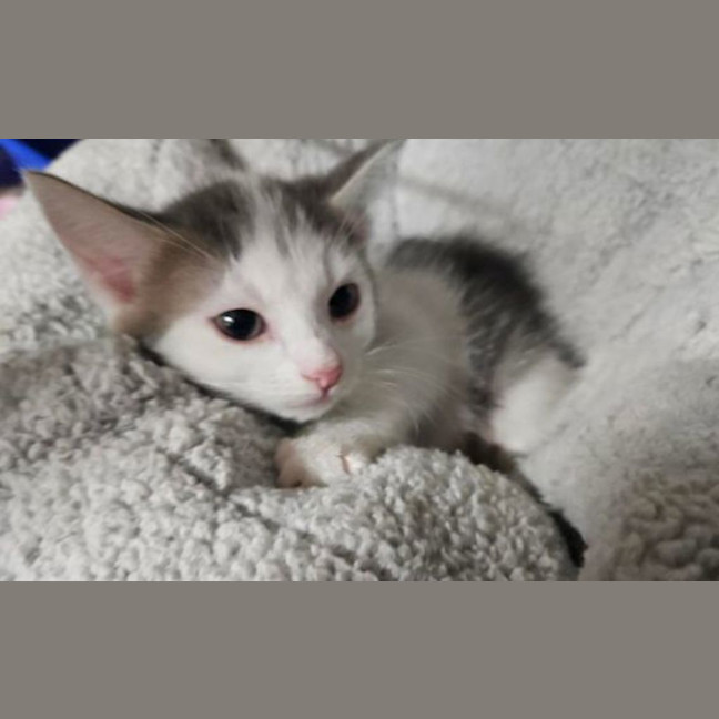 Photo of Stumpy