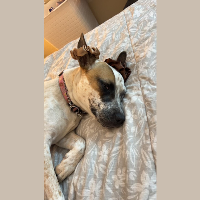 Photo of 🌶️ Chilli Heeler 🌶️