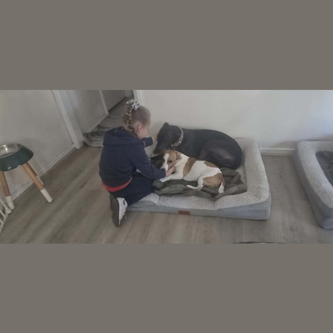 Photo of Secrets, The Greyhound 