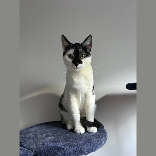 Photo of Luna