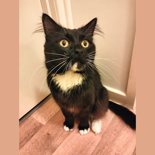 Photo of Buddy
