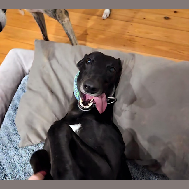 Photo of Carla, They Greyhound