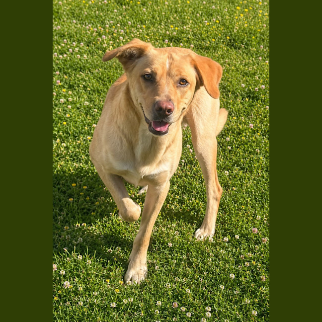 Photo of Kash   5 Year Old Kelpie X