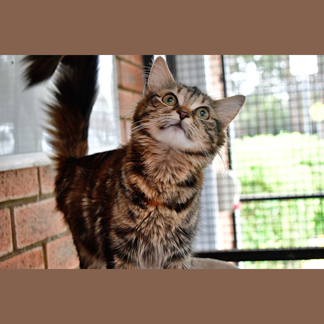 Photo of Purrfessor Minerva