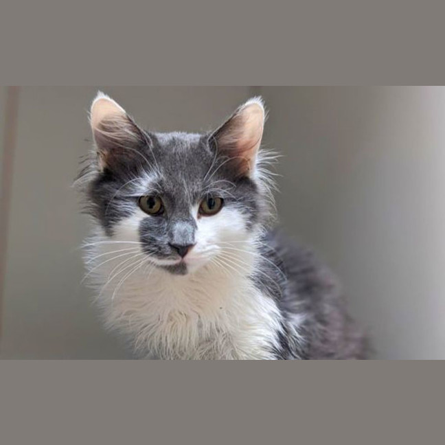 Photo of Patch