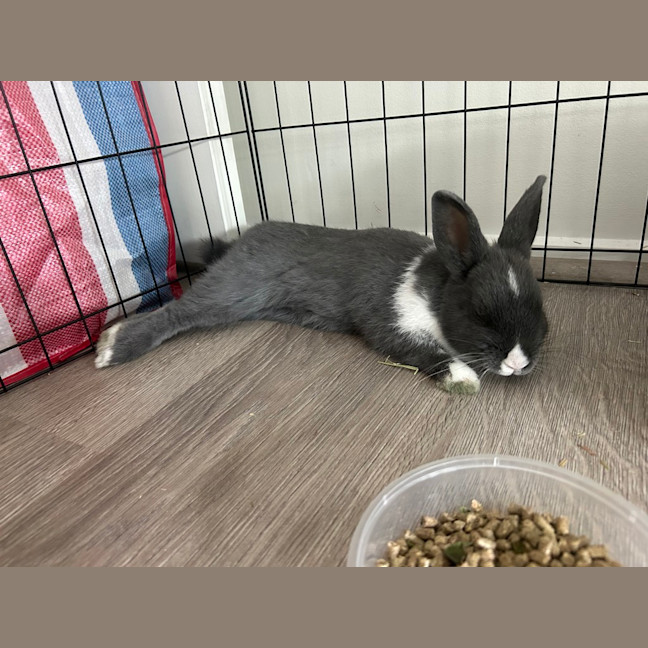 Photo of Muffin