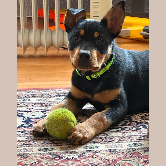 Photo of Cauliflower