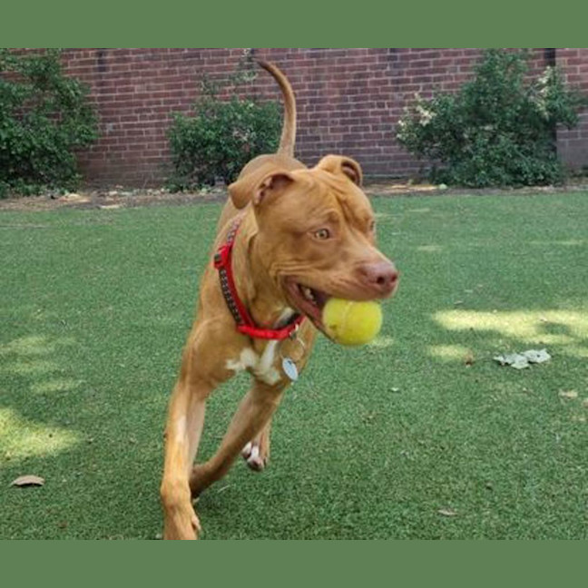 Photo of Banjo