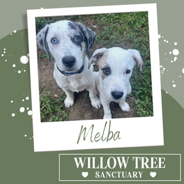 Photo of Melba