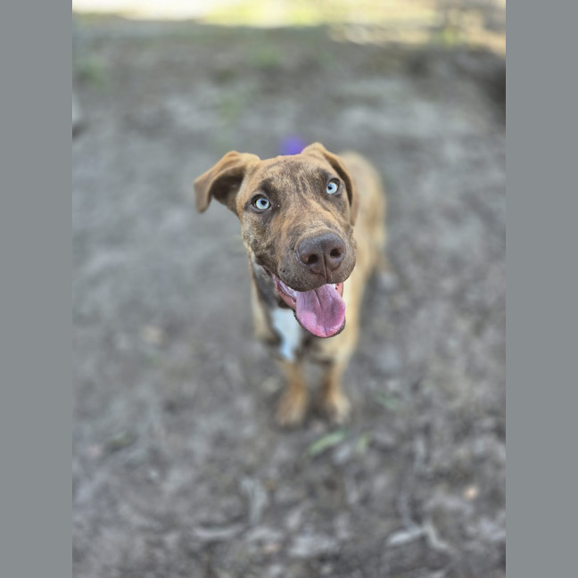 Photo of Ryder 