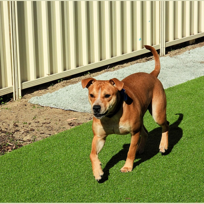 Photo of Koda