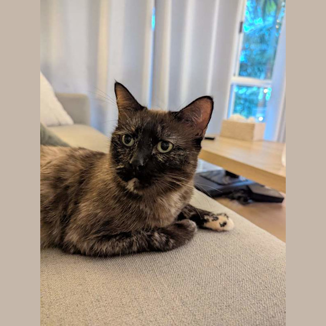Photo of Sheeba