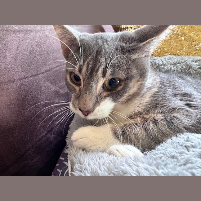 Photo of Binx