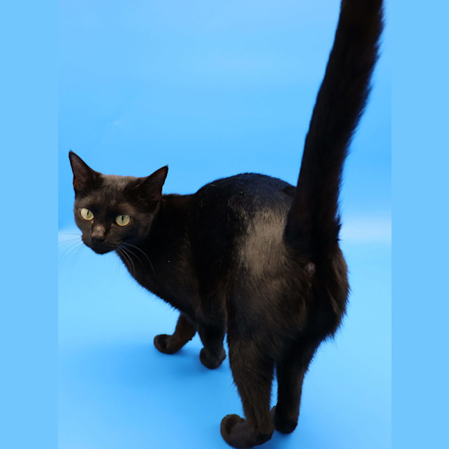 Photo of Julie   Now At Pet Quarters Glendale