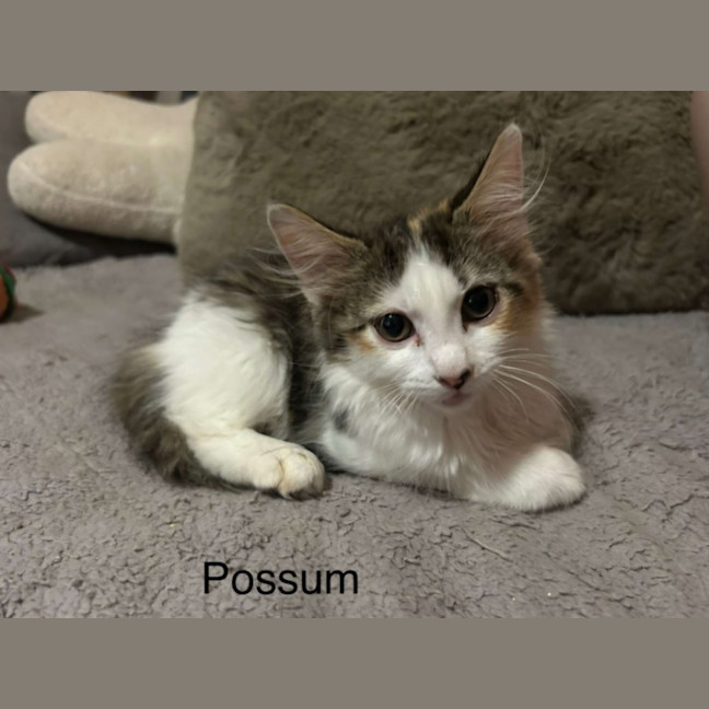 Photo of Possum