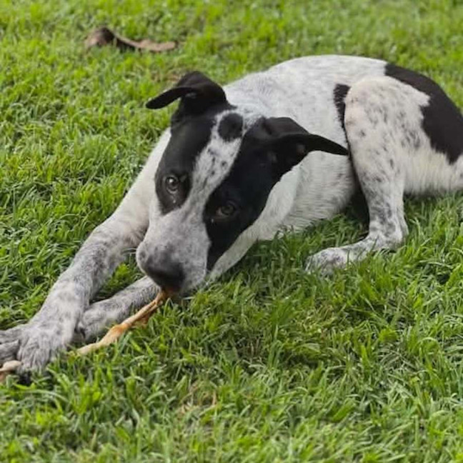 Photo of Diesel