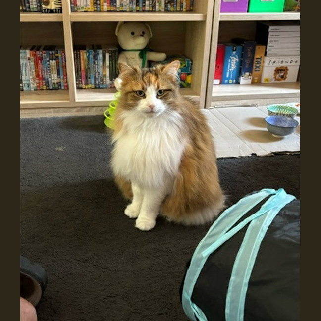 Photo of Puffle