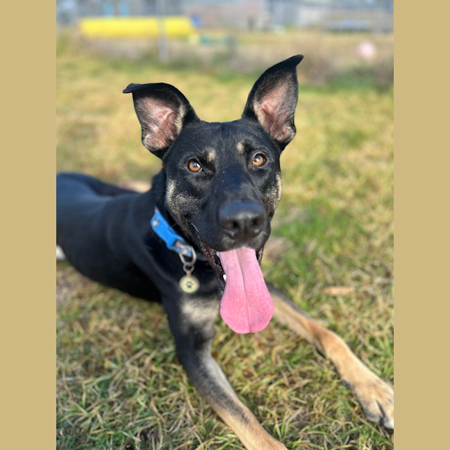 Photo of Zazu