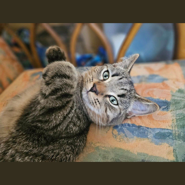 Photo of Koda
