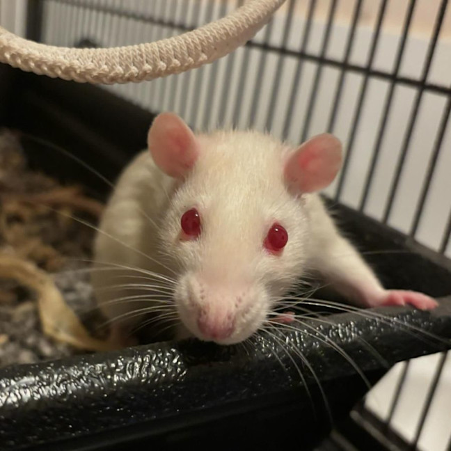 Photo of Charlie, Harper, Molly & Princess