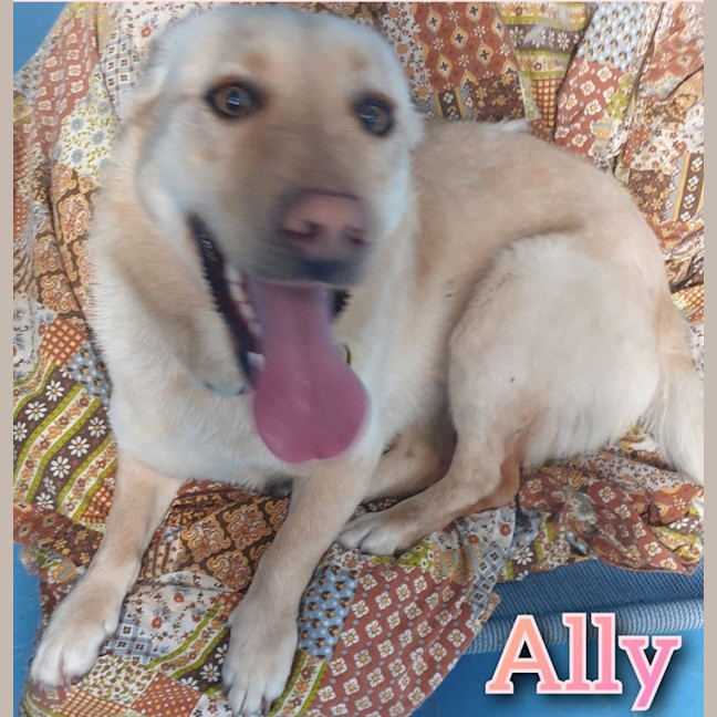 Photo of Ally