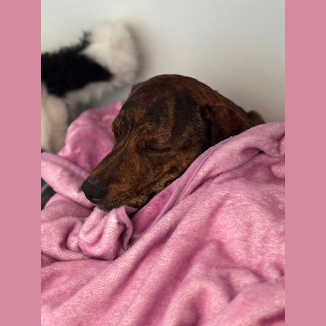 Photo of Jack   2 Year Old Plott Hound