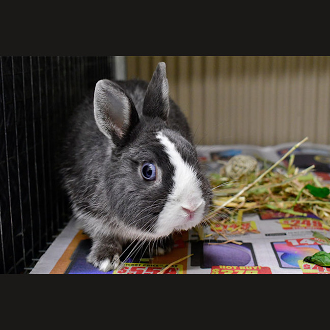 Photo of David Hasselhop