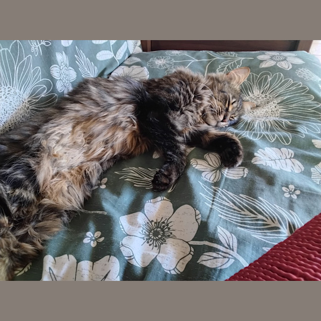 Photo of Kittykat