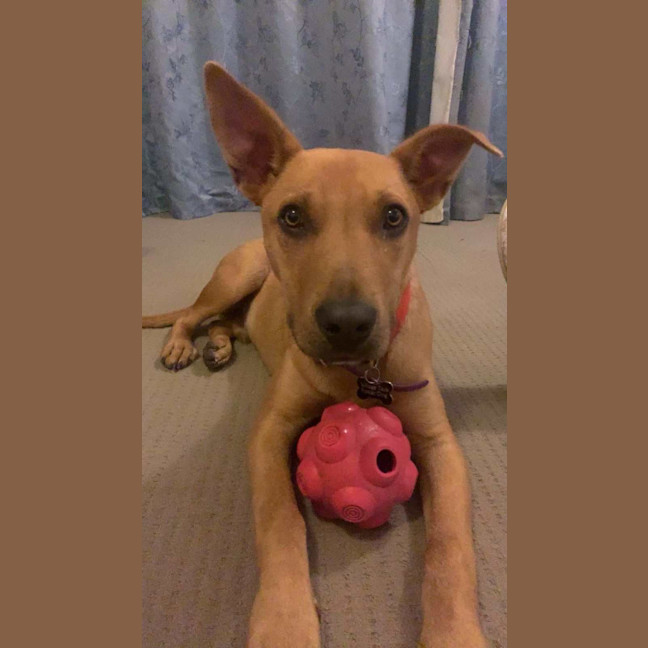Photo of Buddy