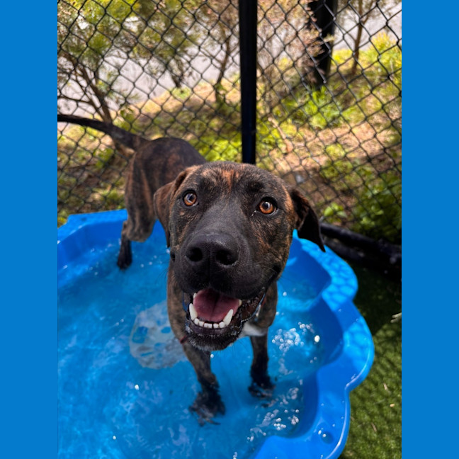 Photo of Mushu Imp 2923