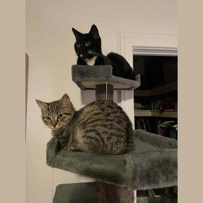 Photo of Hershey   Located In Bentleigh East