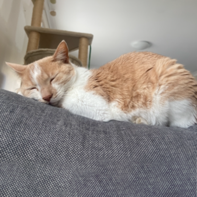 Photo of Sully