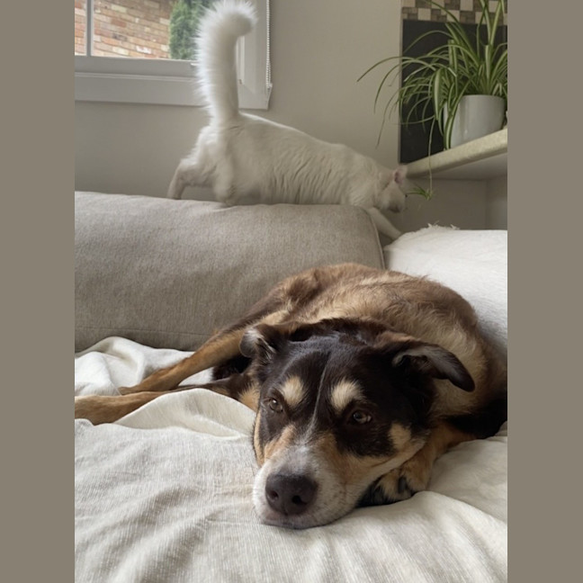 Photo of Koda