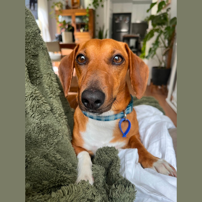 Photo of Harry   3 Year Old Dachshund X Jack Russell