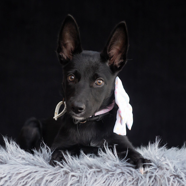 Photo of Nyx