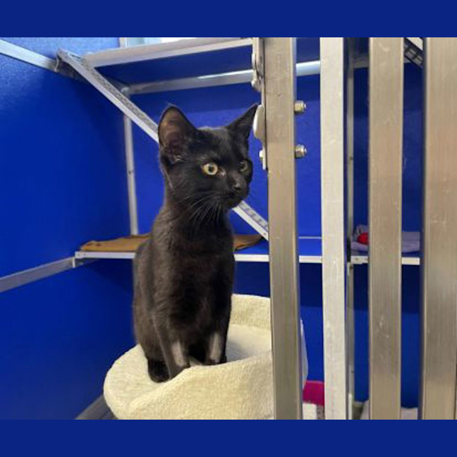Photo of Jiji