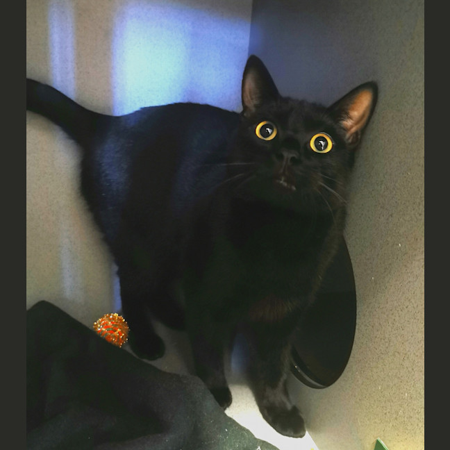 Photo of Pepsi