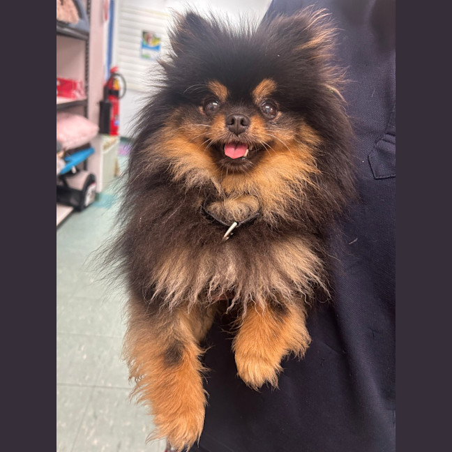 Photo of Prada