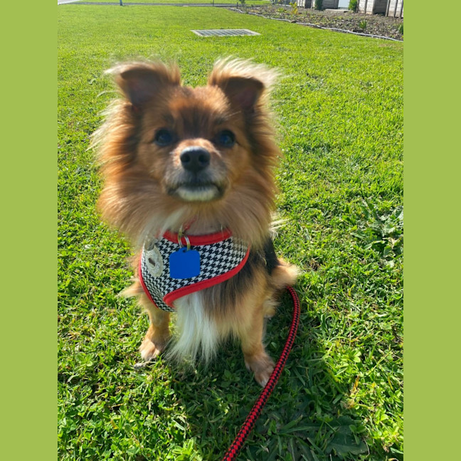 Photo of Bobo