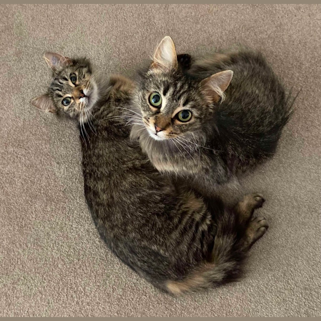 Photo of Blossom & Summer 