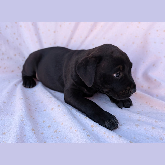 Photo of Bluey
