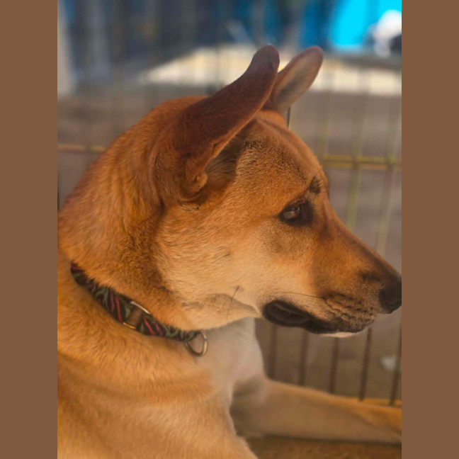 Photo of Balun