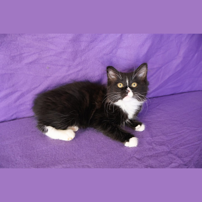 Photo of Waffle