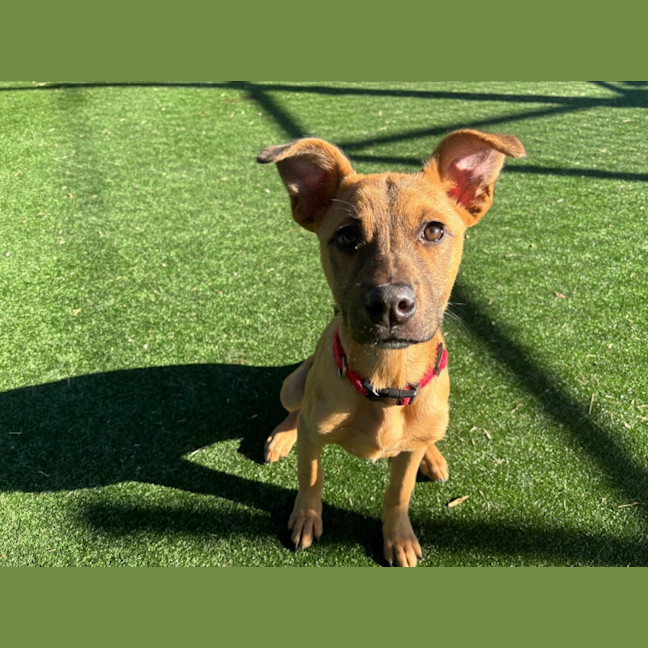 Photo of Jesse Imp 1125