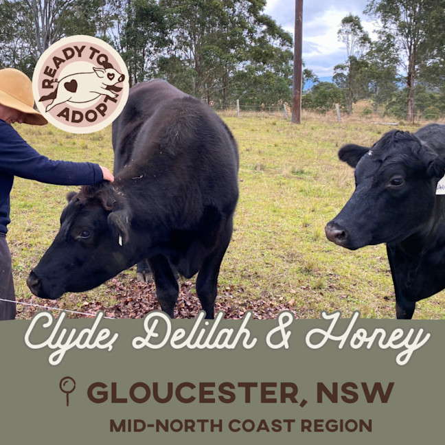 Photo of Clyde, Delilah & Honey 